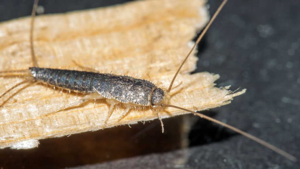 Rybenka - Lepisma saccharina