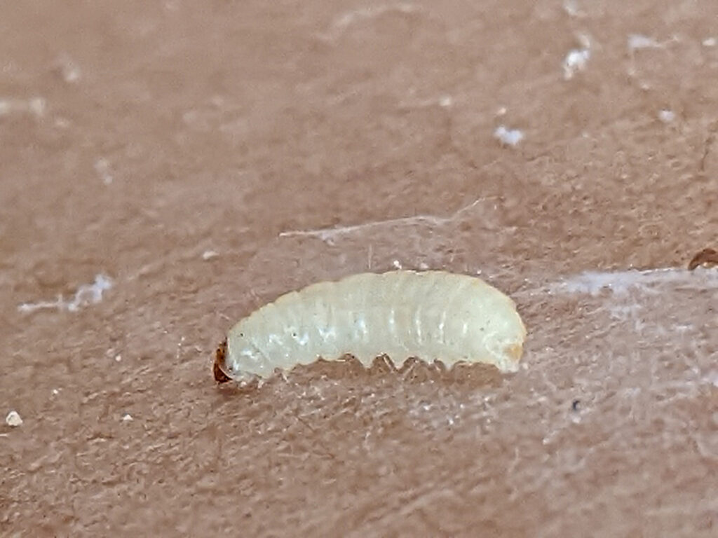 Larva mola