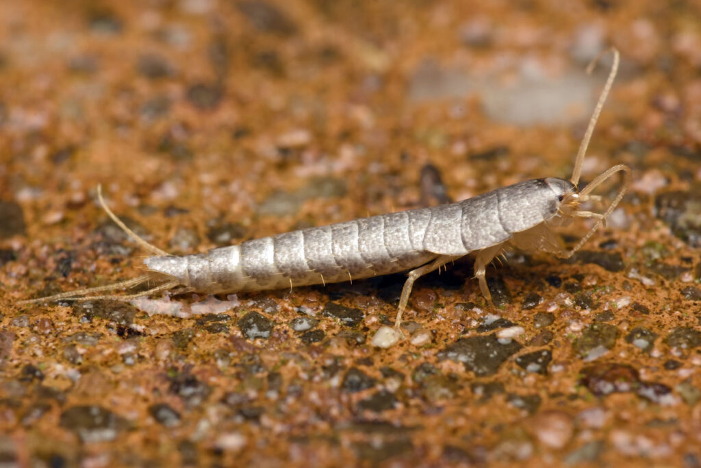 Rybenka - Lepisma saccharina